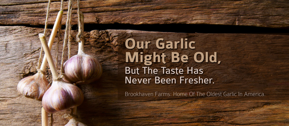 Our garlic might be old, but the taste has never been fresher. Brookhaven Farms: Home of the oldest garlic in America