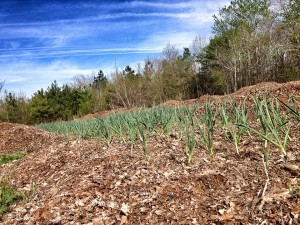about-farm